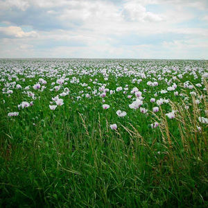 Meet your Posher, Maya